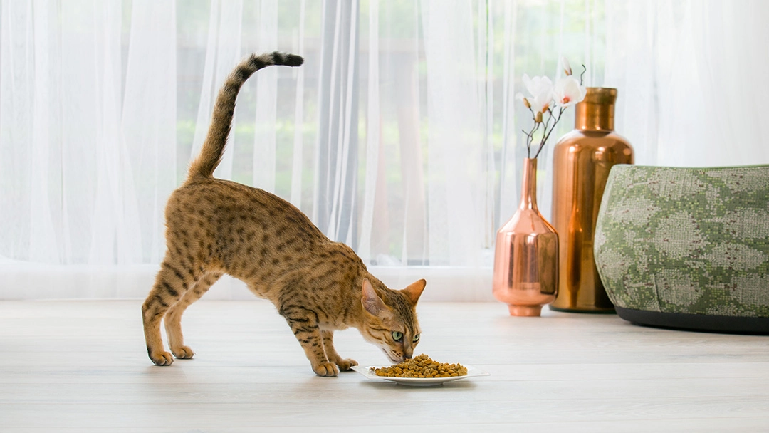 Sconto Global Pet in Italia -Sconto Global Pet in Italia capire linguaggio coda Teaser