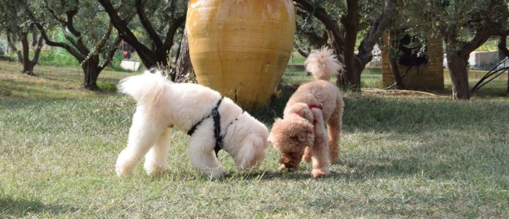 Sconto Global Pet in Italia -Sconto Global Pet in Italia prodotti per la cura del cane noi srls 1024x441 1